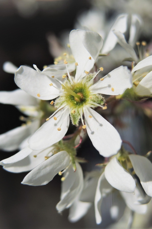 Amelanchier canadensis