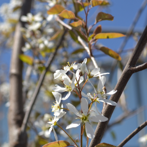 Amelanchier x grandiflora 'Autumn Brillance'