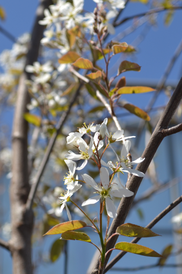 Amelanchier x grandiflora 'Autumn Brillance'