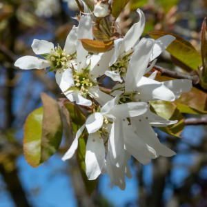 Amelanchier x grandiflora 'Ballerina'