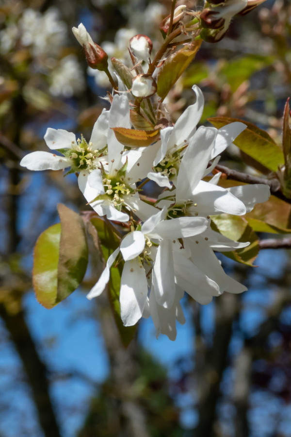 Amelanchier x grandiflora 'Ballerina'