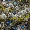 Amelanchier x grandiflora 'Ballerina'