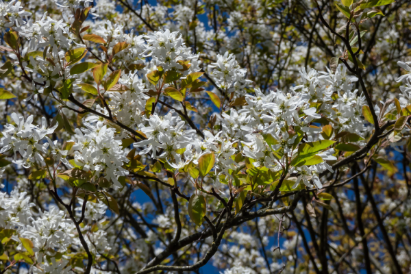Amelanchier x grandiflora 'Ballerina'