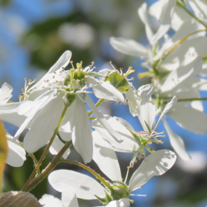 Amelanchier x grandiflora 'Princess Diana'