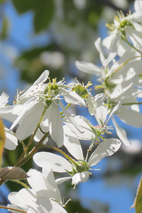 Amelanchier x grandiflora 'Princess Diana'