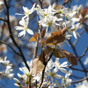 Amelanchier laevis 'Spring Flurry'