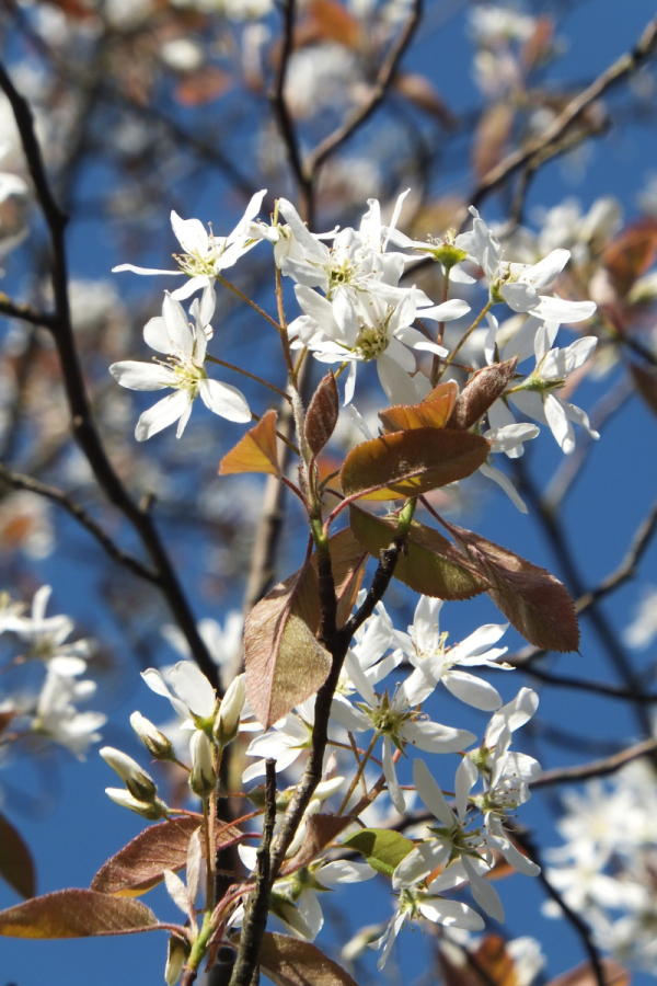 Amelanchier laevis 'Spring Flurry'