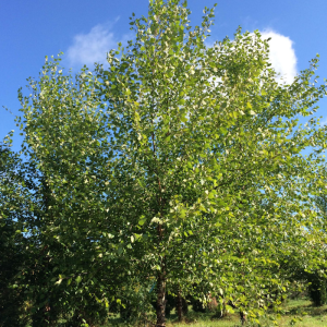 Betula nigra 'Heritage'