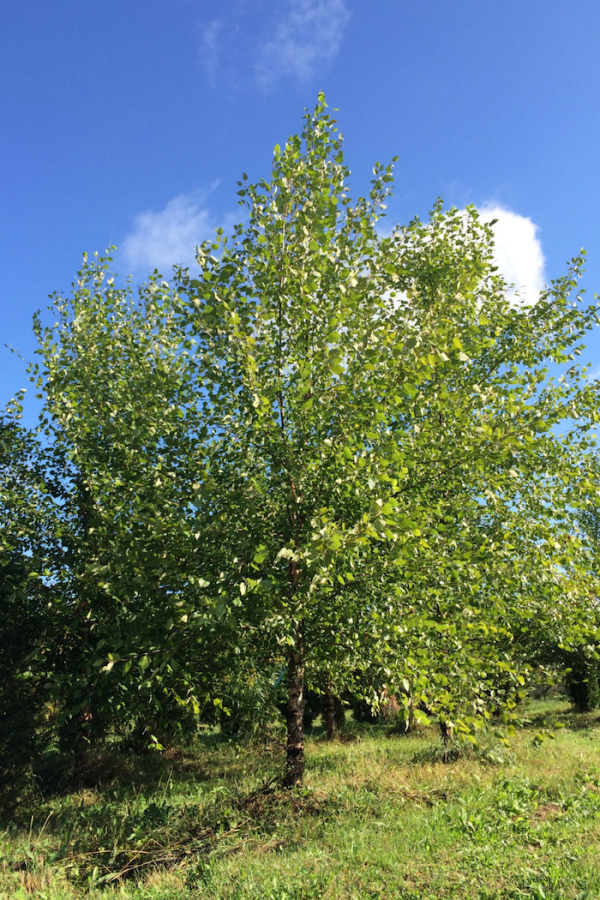 Betula nigra 'Heritage'