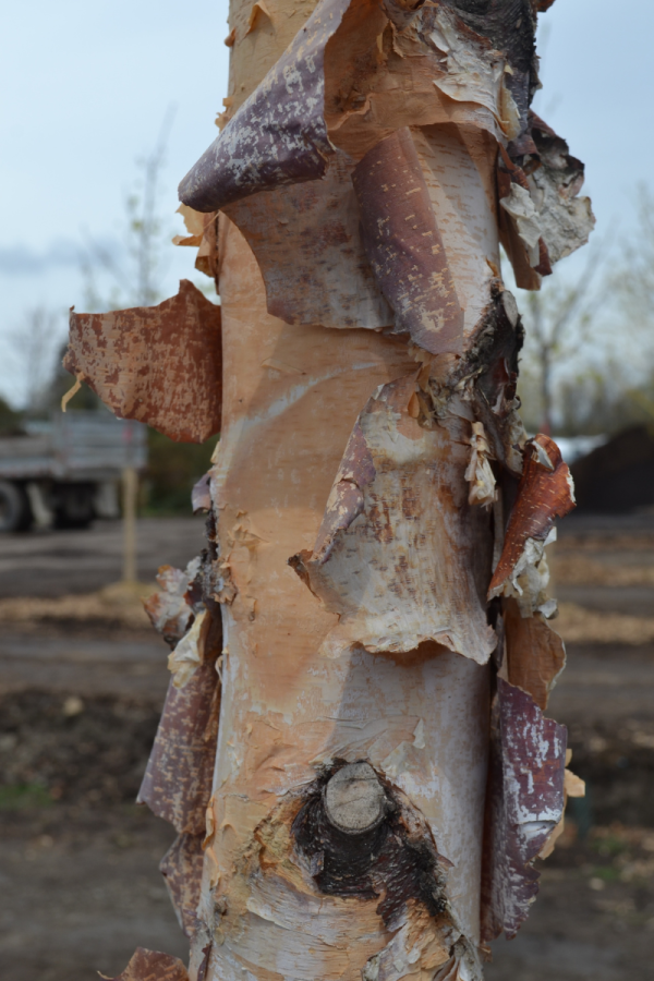Betula nigra 'Heritage' ('Cully')