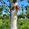 Betula papyrifera