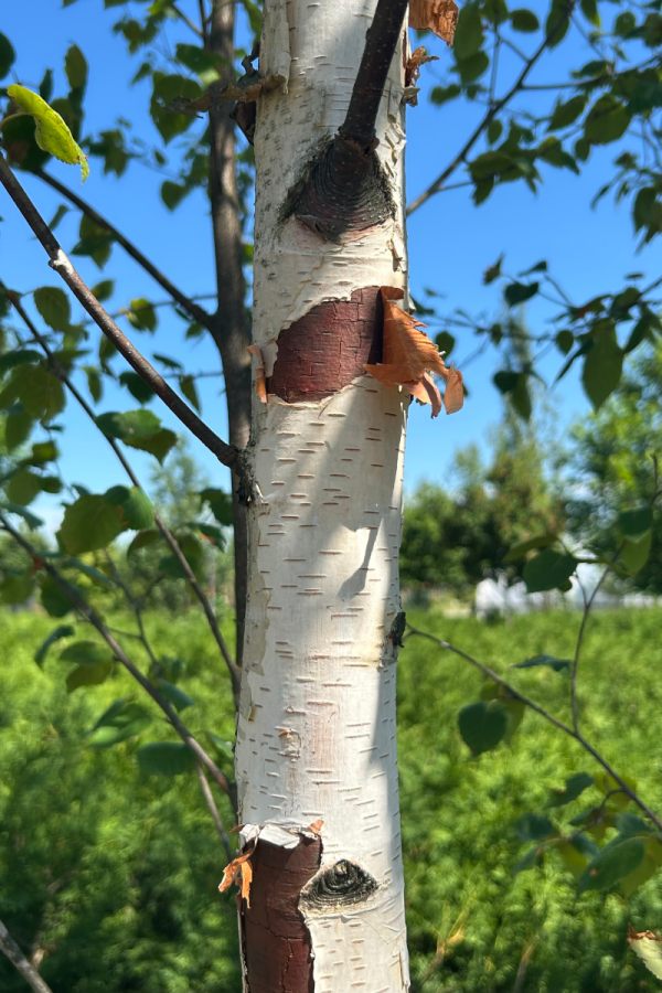 Betula papyrifera