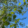 Betula papyrifera
