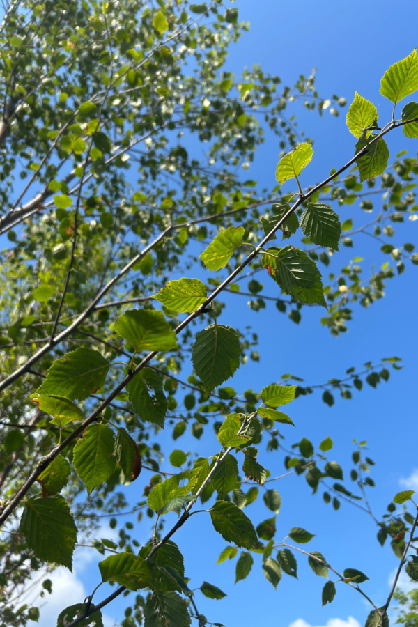 Betula papyrifera