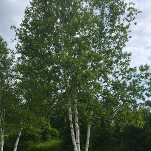 Betula papyrifera