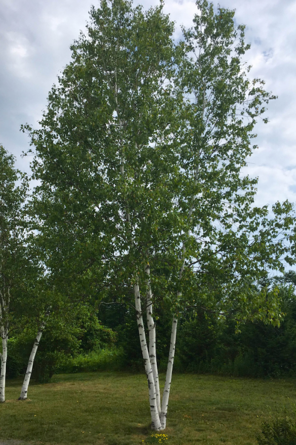 Betula papyrifera