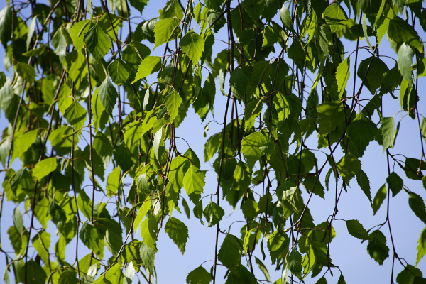 Betula pendula 'Youngii'
