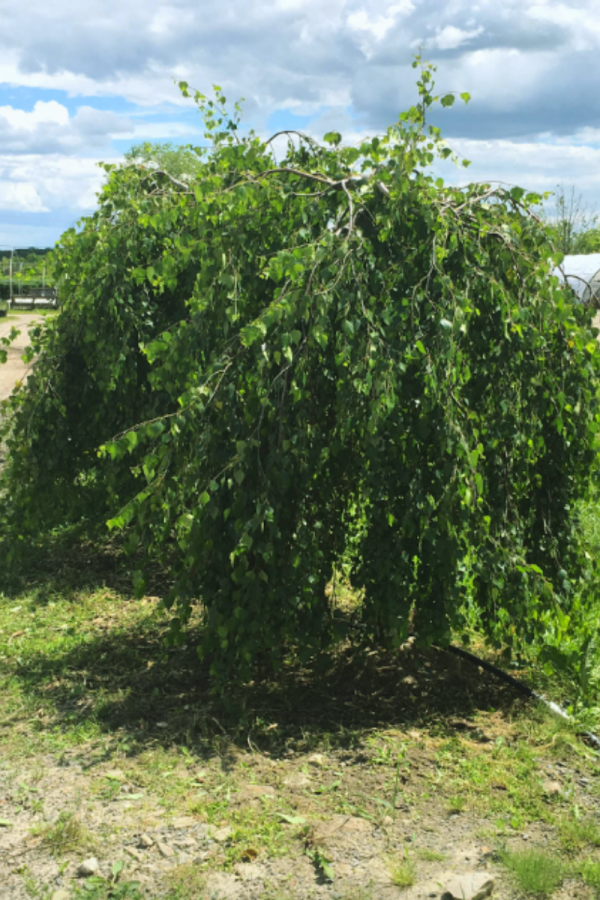 Betula pendula 'Youngii'