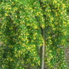 Caragana arborescens 'Pendula'