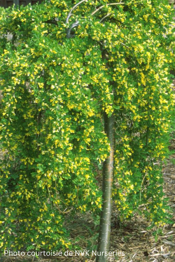 Caragana arborescens 'Pendula'