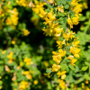 Caragana arborescens 'Pendula'