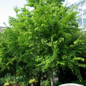 Carpinus caroliniana