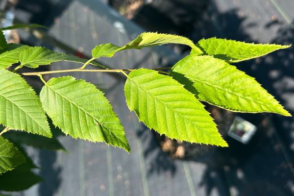 Carpinus caroliniana