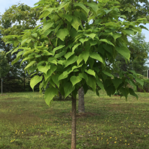 Catalpa bungei