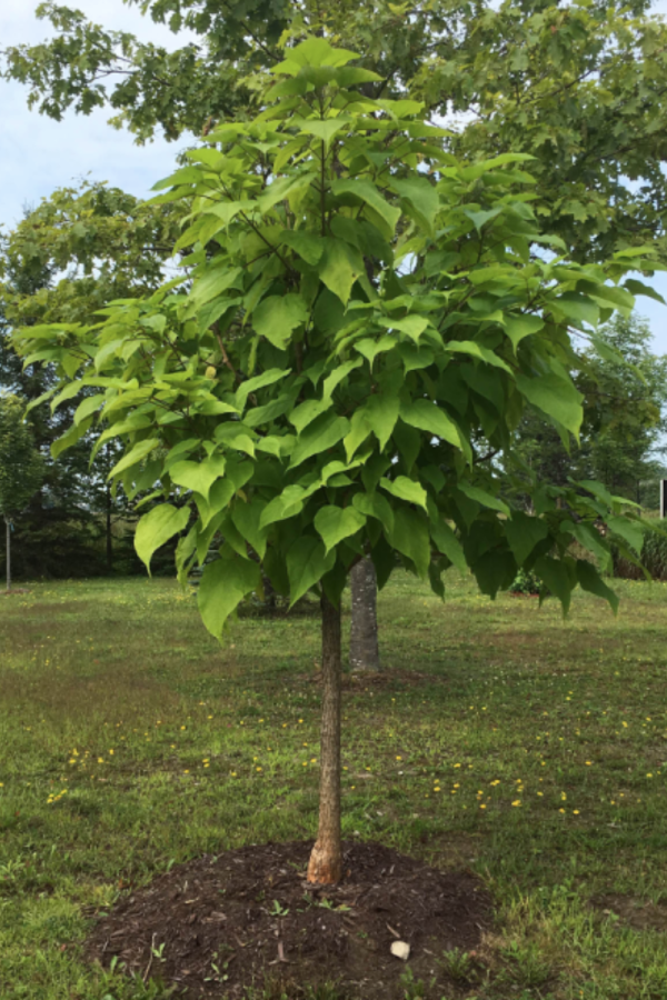 Catalpa bungei