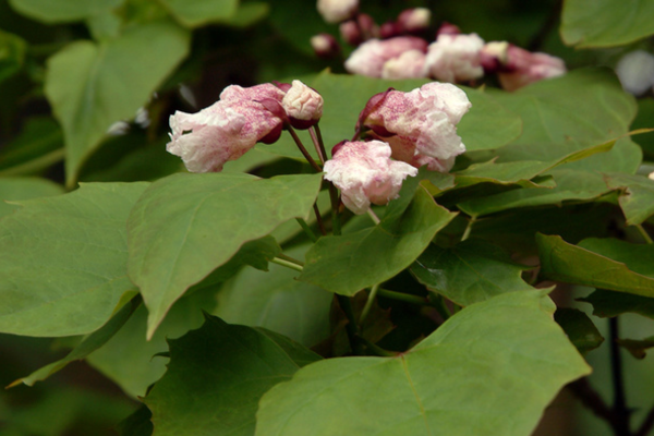 Catalpa bungei