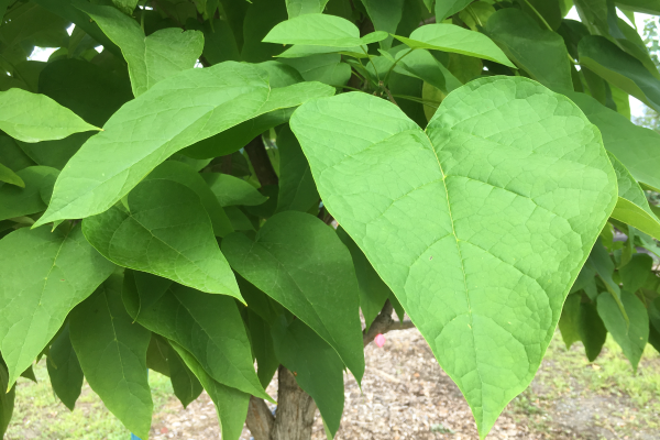 Catalpa bungei
