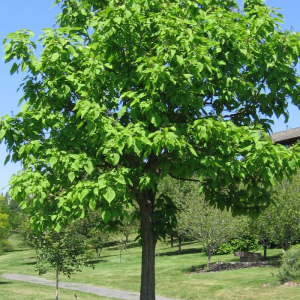 Catalpa speciosa