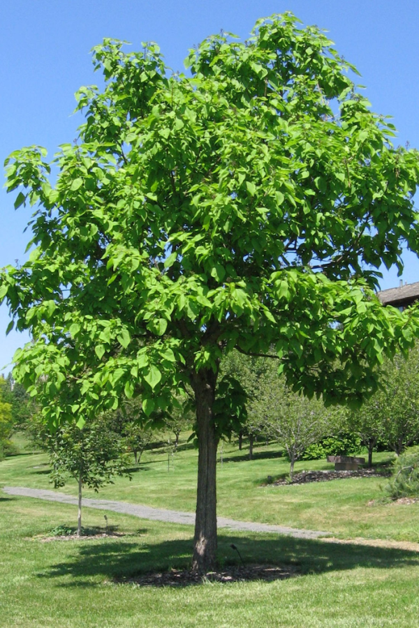 Catalpa speciosa