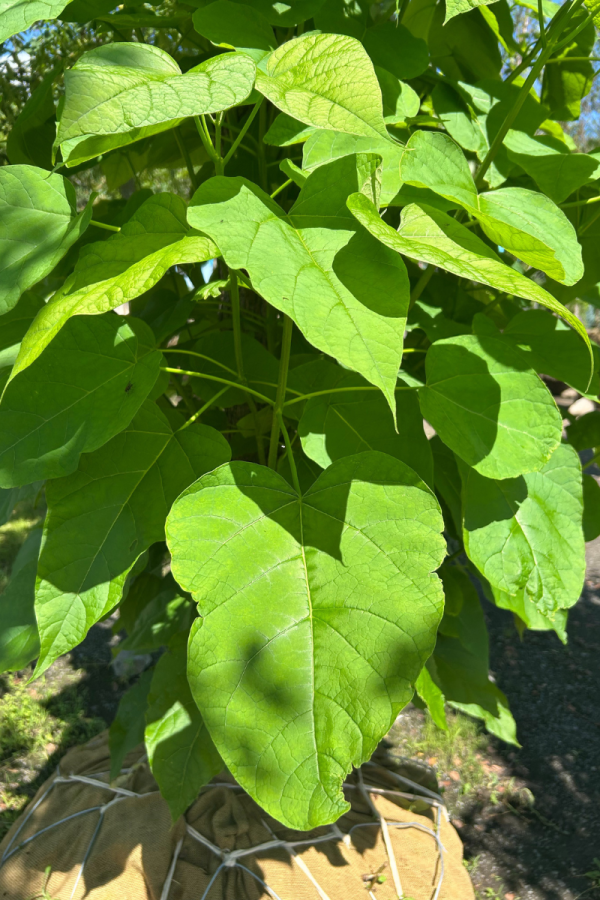 Catalpa speciosa