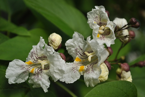 Catalpa speciosa