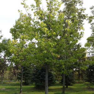 Celtis occidentalis