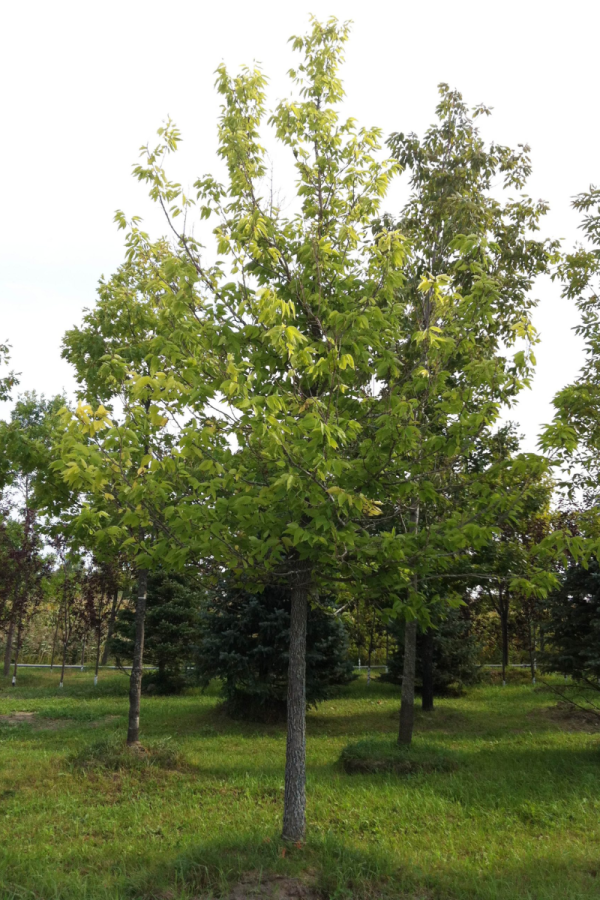 Celtis occidentalis