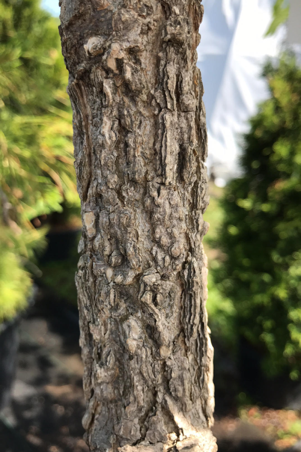 Celtis occidentalis