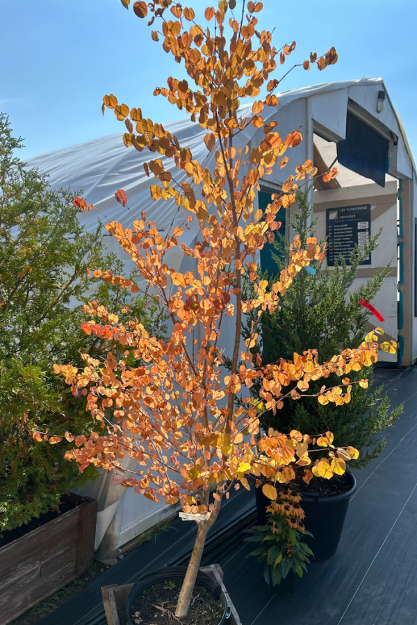 Cercidiphyllum japonicum
