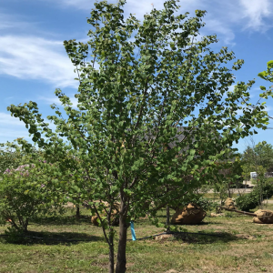 Cercidiphyllum japonicum