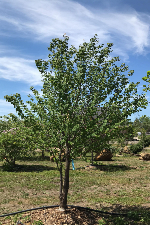 Cercidiphyllum japonicum