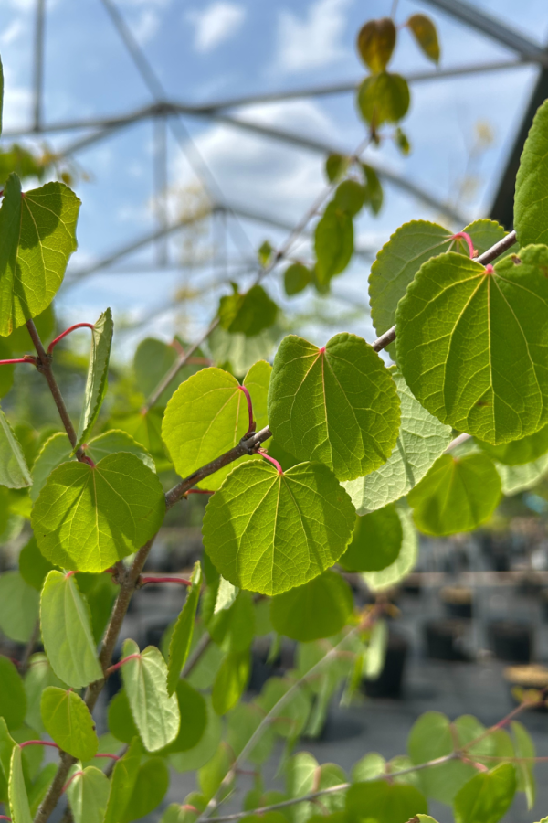 Cercidiphyllum japonicum