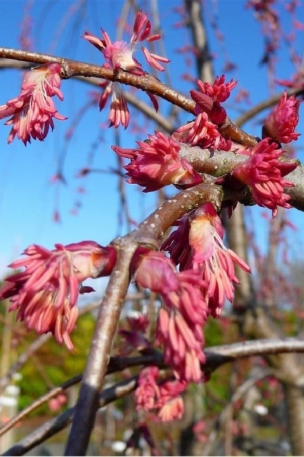 Cercidiphyllum japonicum
