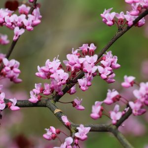Cercis canadensis
