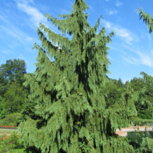 Chamaecyparis nootkatensis 'Pendula'