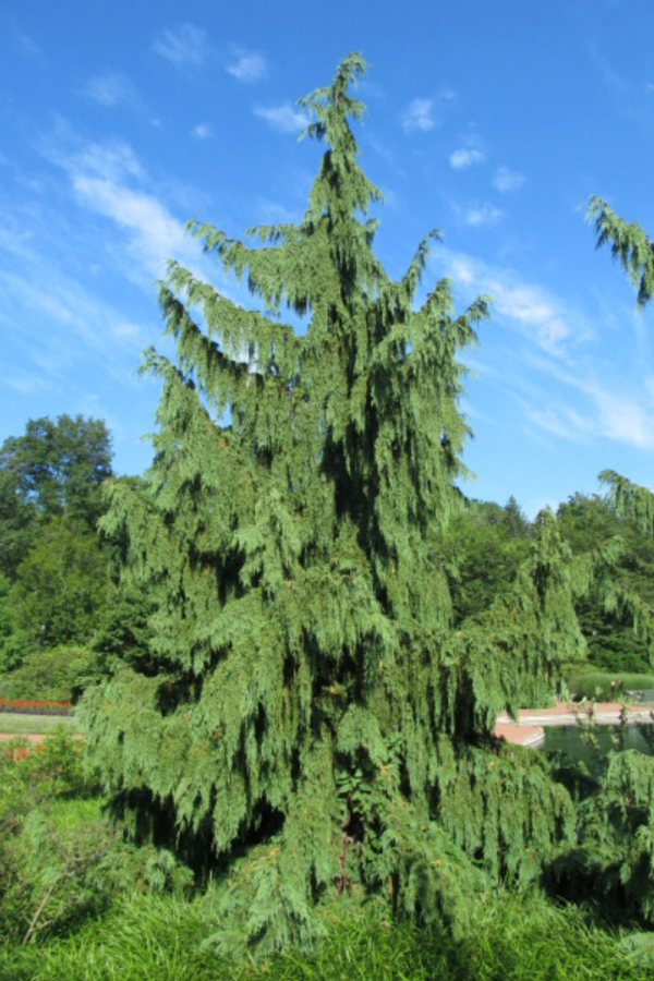 Chamaecyparis nootkatensis 'Pendula'