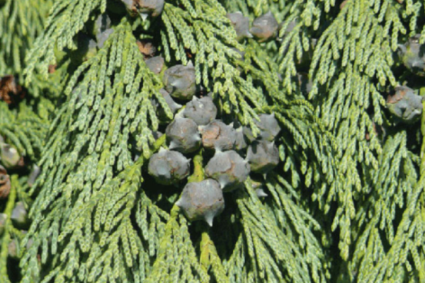 Chamaecyparis nootkatensis 'Pendula'