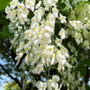 Cladastris lutea