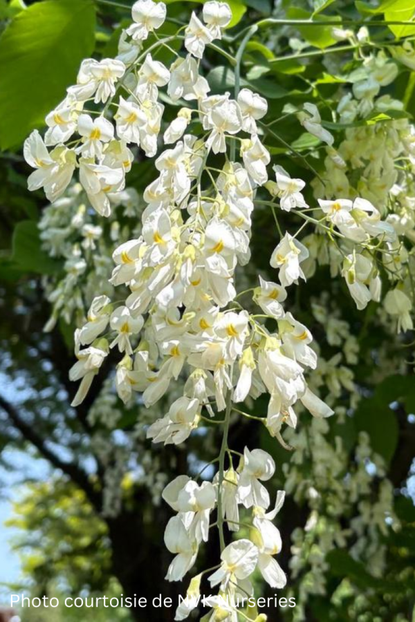 Cladastris lutea
