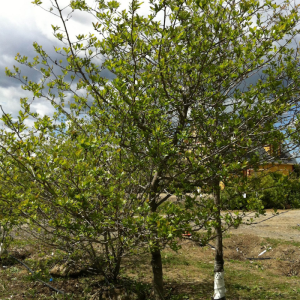 Crataegus crus-galli inermis